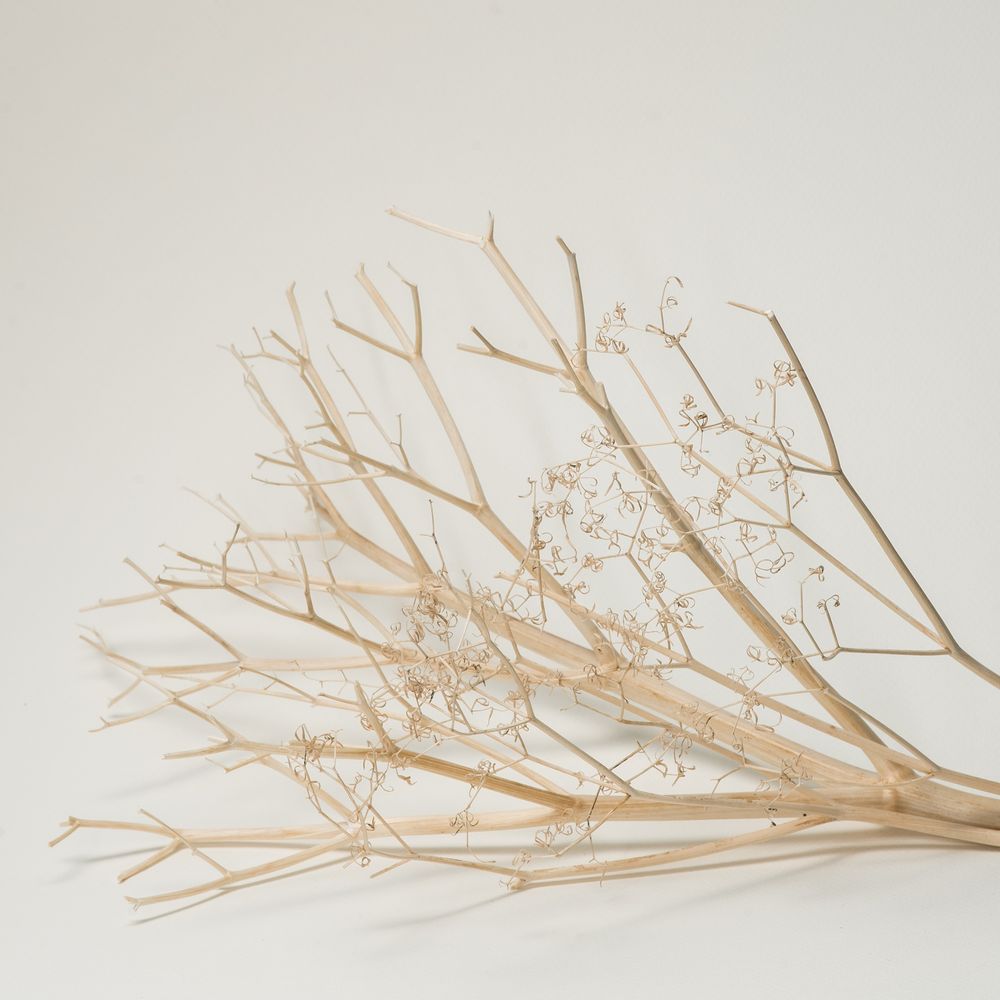 Branches séchées posées sur un fond clair